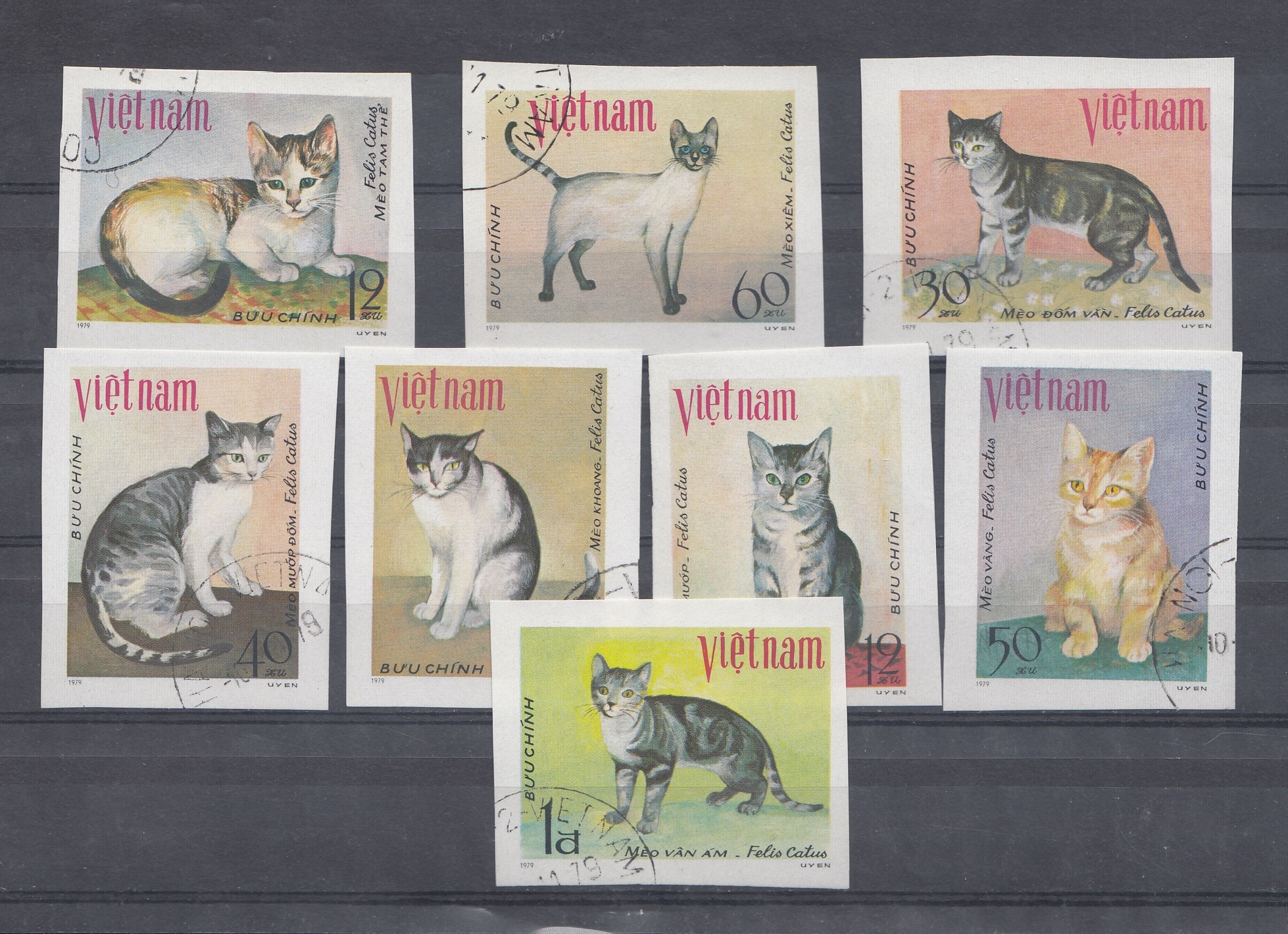 Домашние кошки. 1979 год. Вьетнам.