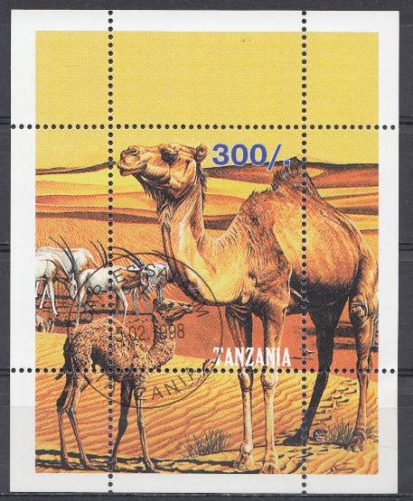 Фауна. Танзания 1998 год. Верблюды.