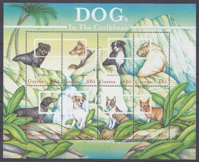 Собаки. Гвиана.