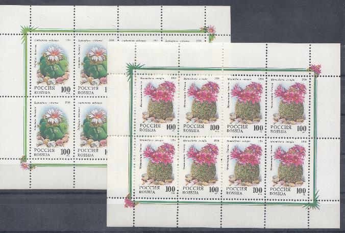  2 МЛ (145, 146). Комнатные растения. Кактусы.