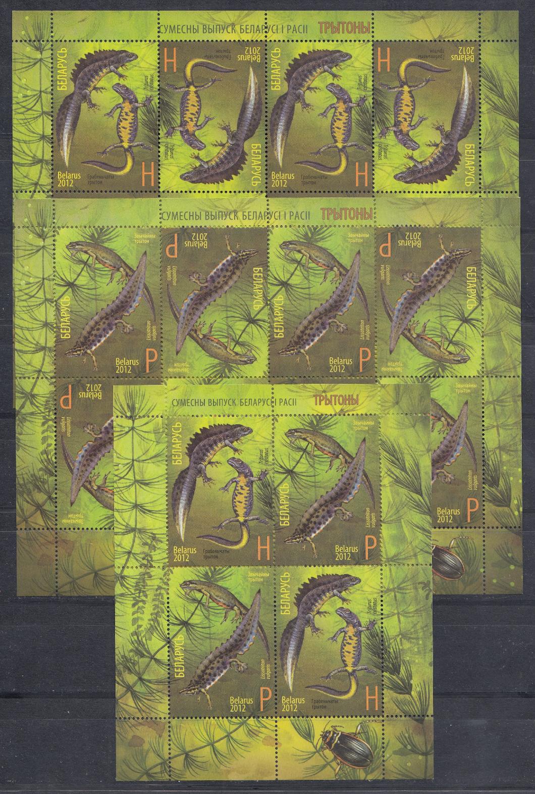 СВ  Беларусь- Россия. Фауна. Тритоны. Беларусь 2012 год.