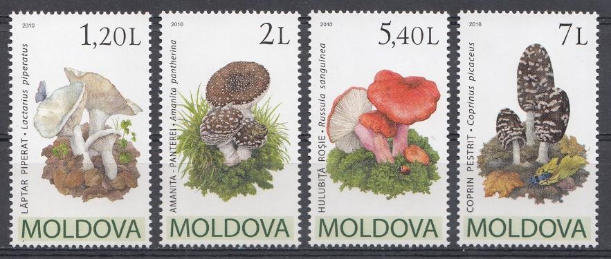 Флора. Грибы. Молдова 2010 год. 1