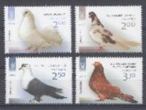 Птицы. Украина 2014 год. Голуби. 