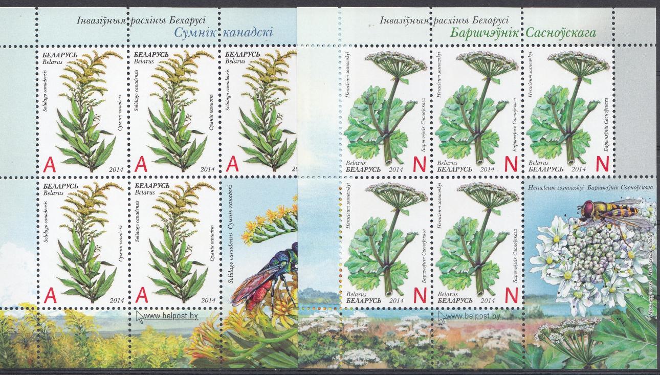 Флора. Полевые цветы. Беларусь 2014 год.