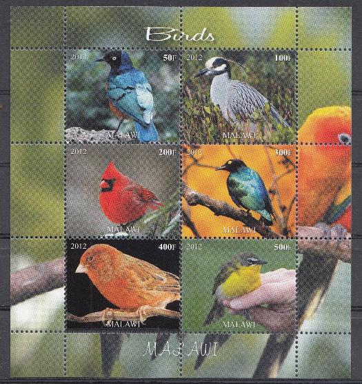 Птицы. Малави 2012 год. Лесные птицы.