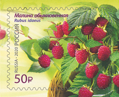 2585-2588. Россия  2020 год. Флора России. Ягоды 