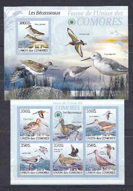 Птицы. Коморские острова 2009 год. Tringa glareola.