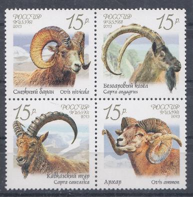 1667-1670. Россия 2013 год. Фауна России. Дикие козлы бараны. Снежный баран. Безоаровый козёл. Кавказский тур. Архар.