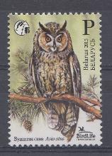 Птицы. Беларусь 2015 год. Ушастая сова. 