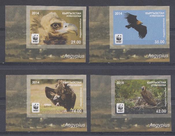 Птицы. Кыргыстан 2014 год. Б/З. Хищные птицы.