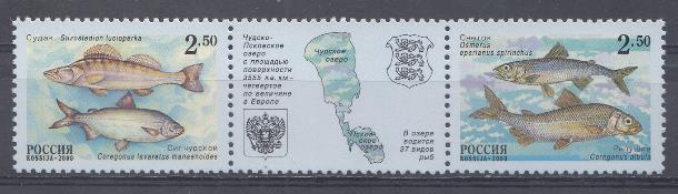 629-630 Россия 2000 год. Фауна. Рыбы Чудско- Псковского озера. Совместный выпуск России и Эстонии. Судак, сиг чудской. Снеток, ряпушка. 