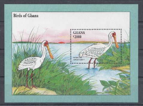 Птицы. Гана. Африканский пеликан.