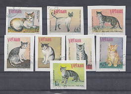 Домашние кошки. 1979 год. Вьетнам.