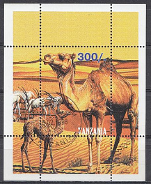 Фауна. Танзания 1998 год. Верблюды.