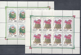  2 МЛ (145, 146). Комнатные растения. Кактусы.