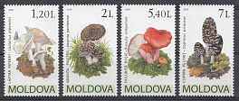 Флора. Грибы. Молдова 2010 год. 1