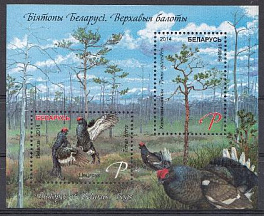 Фауна. Тетерева на току. Беларусь 2014 год.