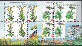 Флора. Полевые цветы. Беларусь 2014 год.