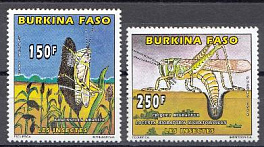 Насекомые. Буркино Фасо 1996 год. Кузнечики. Саранча.