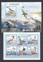 Птицы. Коморские острова 2009 год. Tringa glareola.