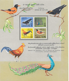 Птицы. Цейлон. Павлин. Петух. Ворона. 