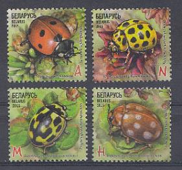 Насекомые. Беларусь 2015 год. Насекомые Божьи коровки.