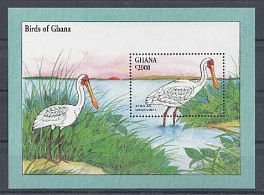 Птицы. Гана. Африканский пеликан.